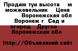 Продам туи высота - 3м, можжевельник. › Цена ­ 3 000 - Воронежская обл., Воронеж г. Сад и огород » Другое   . Воронежская обл.
